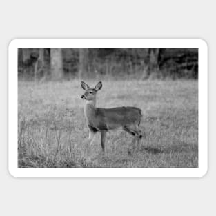 Young Deer Sticker